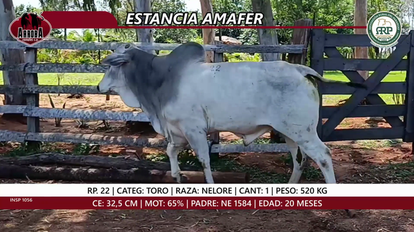 Lote TORO