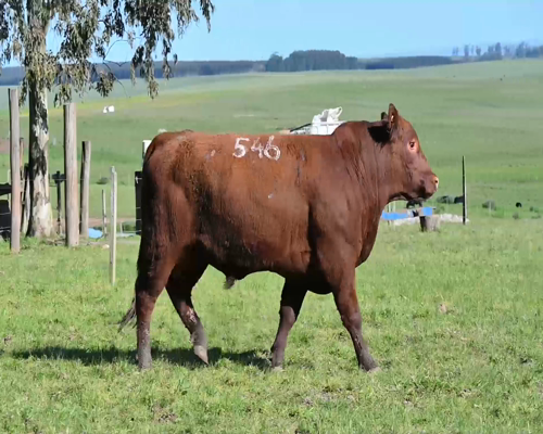 Lote TORO 546