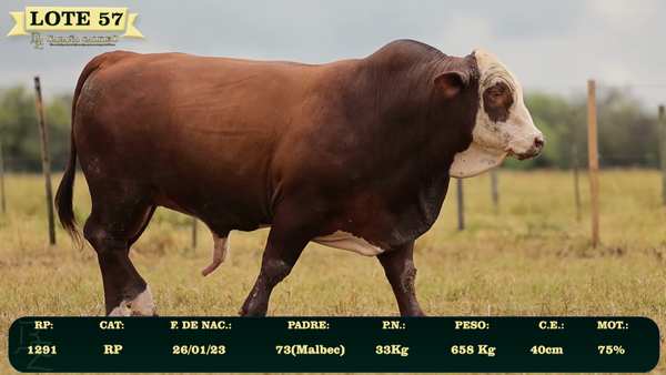 Lote LOTE 57