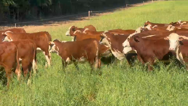 Lote 104 Vaquillonas en Corrientes, Saladas