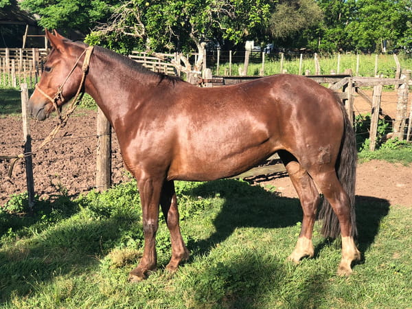 Lote DEL SILENCIO NUEZ