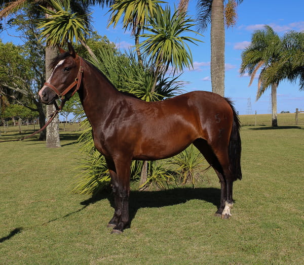 Lote CHAIRA TROPILLERA