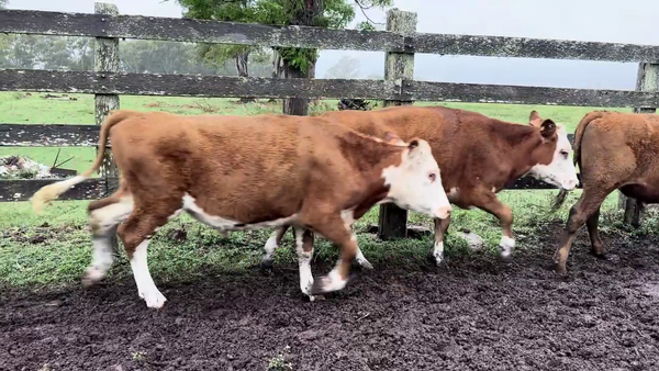 Lote NOVILLOS 1 A 2 AÑOS