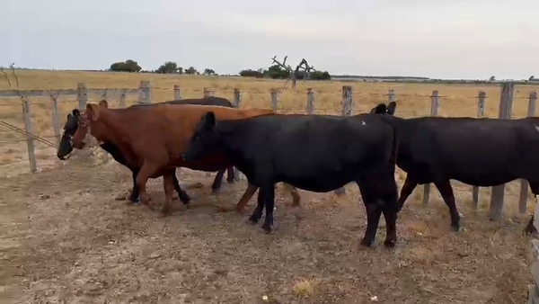 Lote 4 Vacas AA y XX