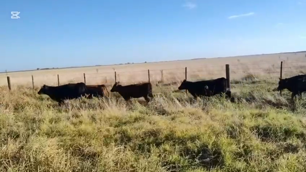 Lote 46 Terneros/as en Buenos Aires, Maipú