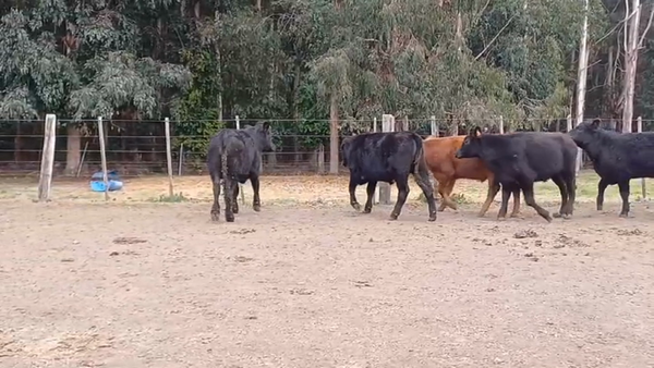 Lote (Vendido)5 Novillos 1 a 2 años ANGUS Y CRUZAS 260kg -  en SAN SALVADOR
