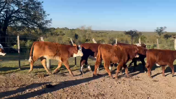 Lote 44 Terneros/as