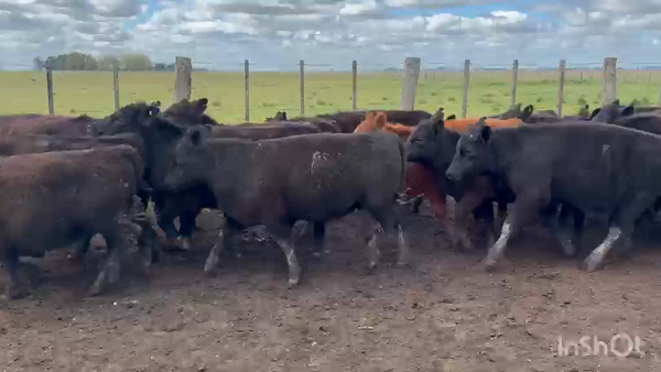 Lote 60 Vaquillonas