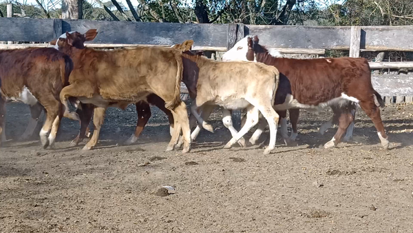 Lote 70 Terneros/as