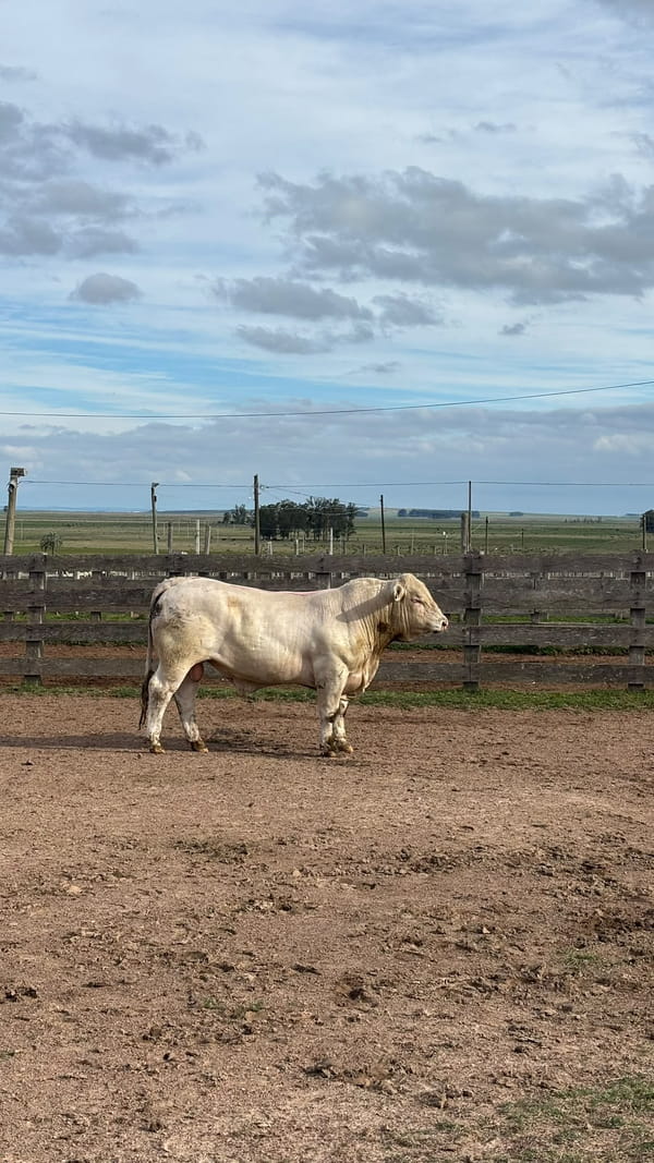 Lote La Margarita RP 710