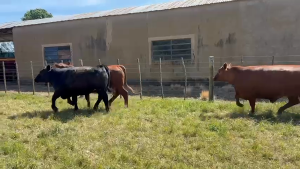 Lote 35 Novillos