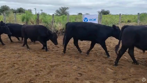 Lote 53 Novillitos