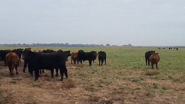 Lote 15 Novillitos en Buenos Aires, Pellegrini