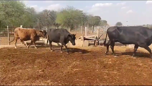 Lote 42 Vacas de invernar en Quimilí, Santiago del Estero