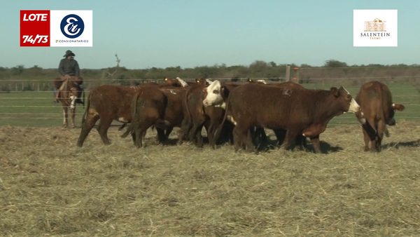Lote Vaquillas Braford Generales para Servicio (Aptas Reproductivas por Tacto Rectal)
