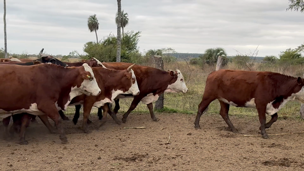 Lote 36 Vacas de invernar en Corrientes, Yataití Calle