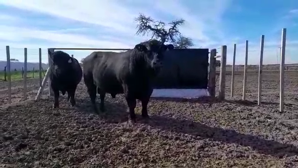 Lote TOROS A. ANGUS CABAÑA LA NORTEÑA