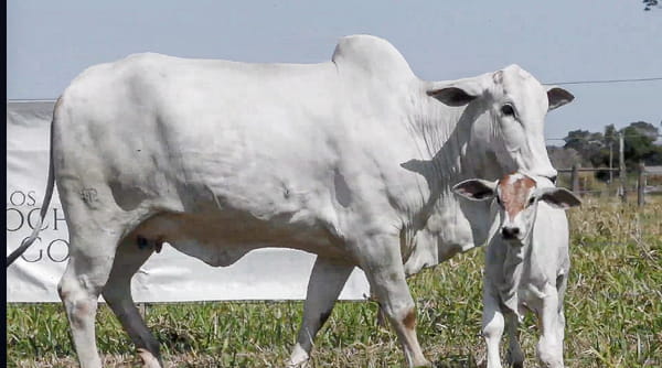 Lote LOTE 36