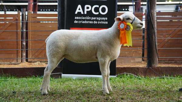 Lote Texel Expo Internacional 2022 - Lote 33