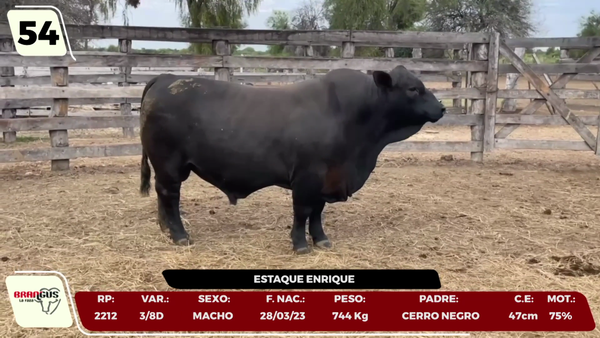 Lote LOTE 54 - CAMPO