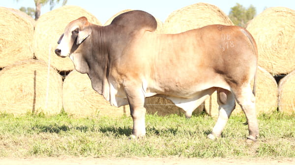 Lote LOTE 46