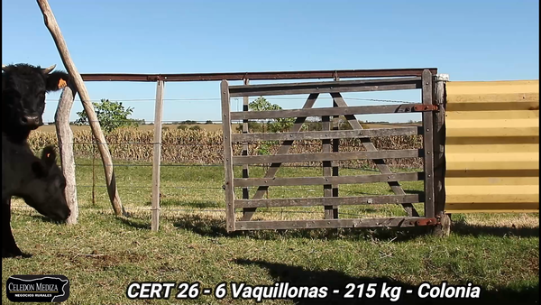 Lote 6 Vaquillonas 1 a 2 años en Colonia