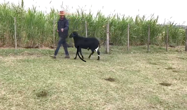 Lote Macho P3 en Quiindy