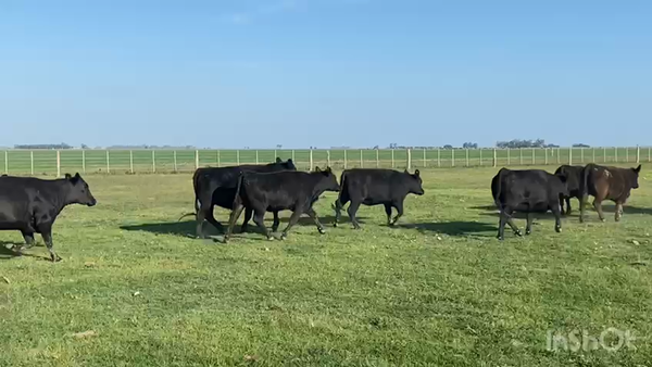 Lote 48 Vaquillonas C/ gtia de preñez en Pila, Buenos Aires