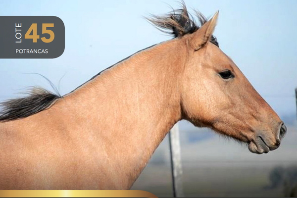 Lote Aquerenciada Espuma