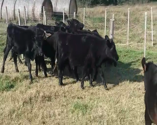 Lote 12 Terneros AA/ HO 170kg -  en PASO CARBAJAL