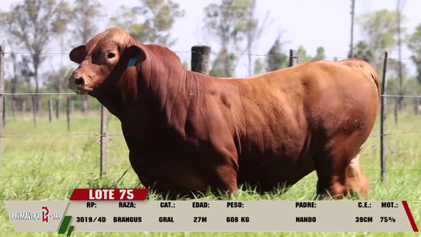 Lote LOTE 75