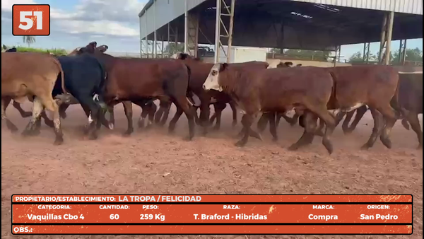 Lote LOTE 51