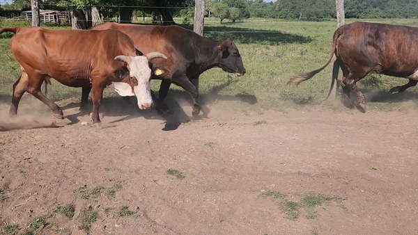 Lote 47 Vacas de invernar en La Leonesa, Chaco