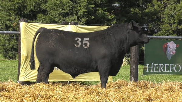 35 -  40214N — TOROS ANGUS PURO CONTROLADO