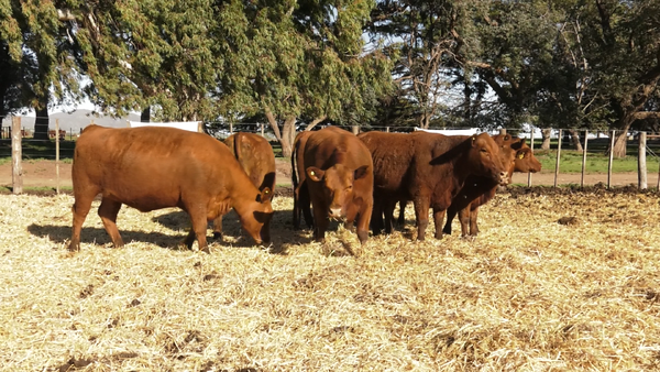 Lote VAQUILLONAS GENERALES PARICION OTOÑO
