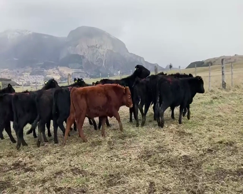 Lote 64 Ternero en  Coyhaique, XI Región Aysén