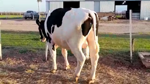 Lote Toros - Establecimiento La Luisa