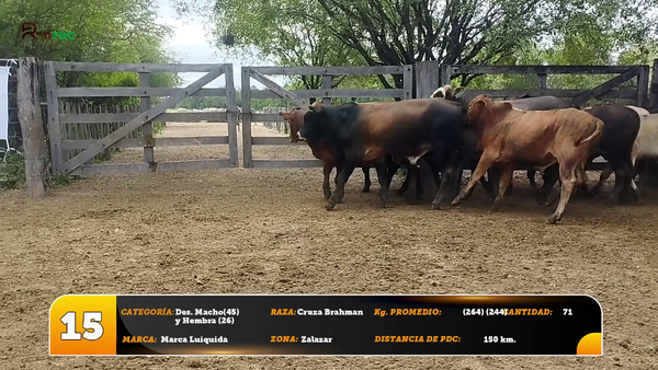 Lote Des. Macho(45) y Hembra (26)