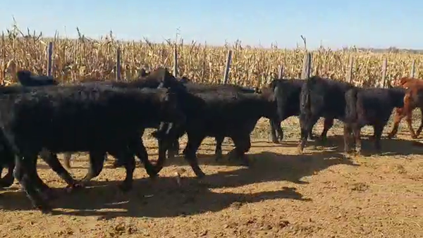 Lote 13 Terneros/as Angus en San Antonio de Litín, Córdoba