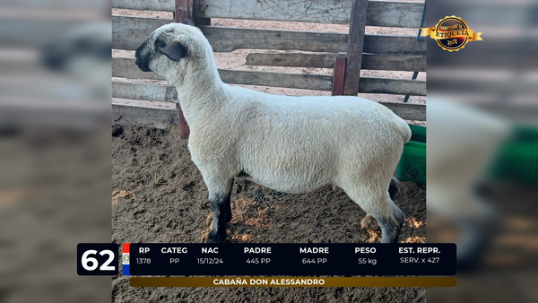 Lote LOTE 62