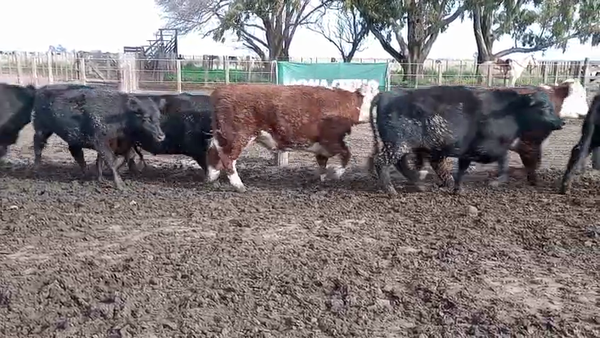 Lote 50 Novillitos Feed Lot