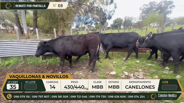 Lote 14 VAQUILLONAS Y NOVILLOS en Canelones