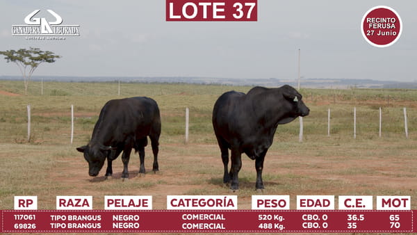 Lote Reproductores de Alborada - Lote 37