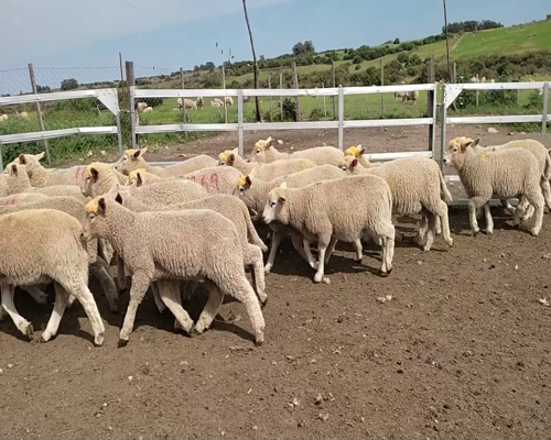 Lote (Vendido)20 Corderos HIGHLANDER 24kg - , Colonia