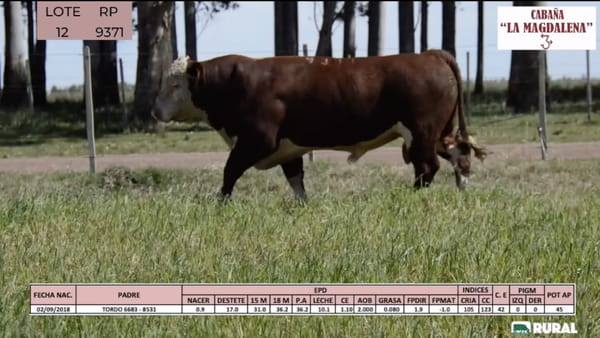 Lote Toros POLLED HEREFORD PI RP 9371 9390 9418 9545