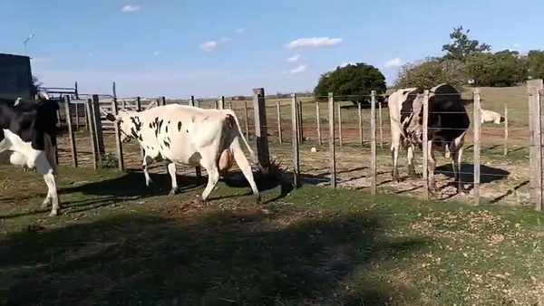 Lote 3 Vaca, San José