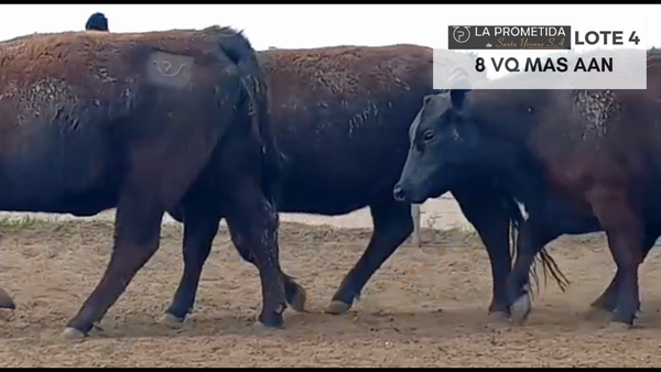 Lote "LA PROMETIDA" 8 VQ MAS AAN