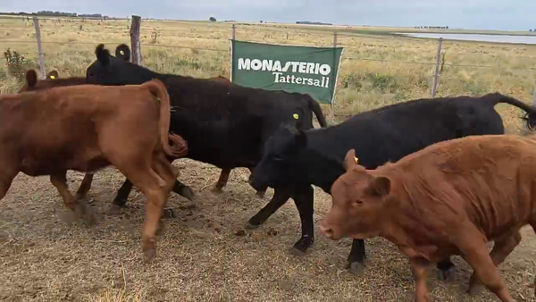 Lote 49 Terneras en Carhue