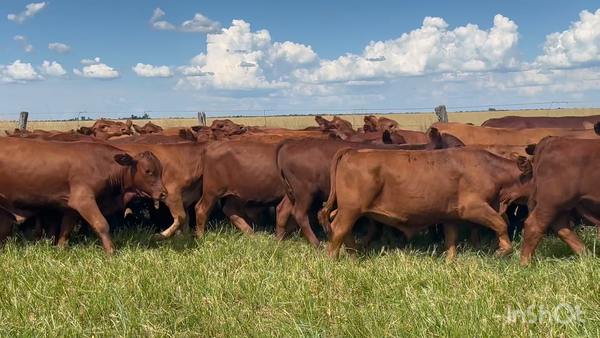 Lote 70 Terneros en Corrientes, Chavarría