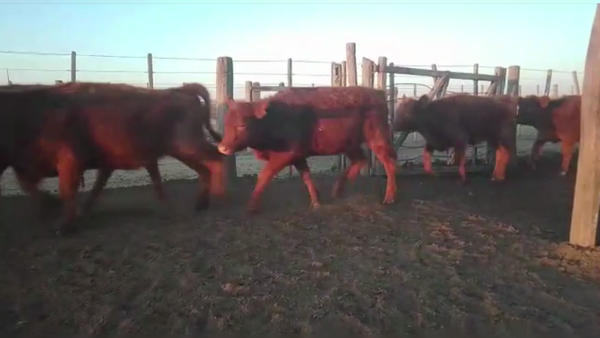 Lote 70 TERNS. HEMBRAS, GUAMINI, BS. AS.